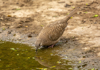 Wall Mural - Inca Dove Drinking at Water Hole