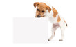 © Happy monkey - dogs jack russell terrier peeking out of the banner