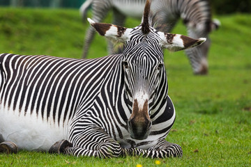 Imperial zebra resting on the grass