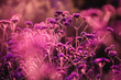 purple flowers in a meadow