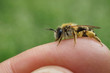 Wildbiene auf einen Finger