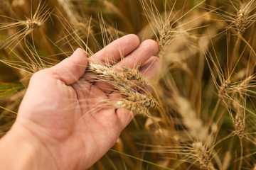 yellow ears of rye background