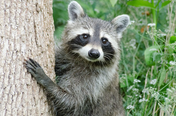 a raccoon in the woods climbing a tree