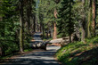 Sequoia National Park - Tunnel Baum 