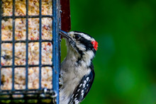 Closeup Of Male Downy Woodpecker On A Backyard Feeder