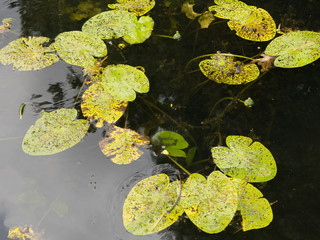 Wall Mural - Yellow, green lotus leaves in the dark water of a pond - background