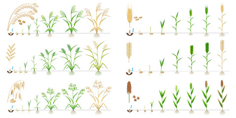 Wall Mural - Set of growth cycles of grain crop on a white background.