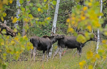 A female Moose Mom with her twin babies in The Grand Tetons.