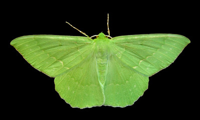 Wall Mural - Butterfly (Geometra papilionaria)