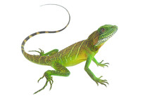 Chinese Water Dragon (Physignathus Cocincinus) On A White Background, Isolate Add Clipping Path. It Is A Large Lizard. Fresh Green Body Scales It Is Often Found Living Near Streams In Asian Forests.