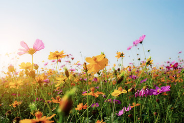 Wall Mural - Cosmos in field with sunset.