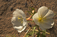 Two Pretty Desert Evening Primrose Flowers Growing  Harsh California Desert. Close Up Of These Beauties And Wonder Of Nature, Cause Of Inspiring Lovely Thoughts.