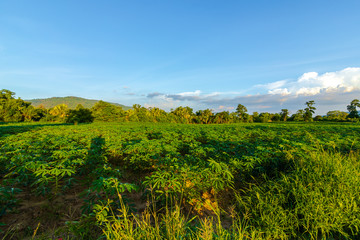 Wall Mural - Tapioca farm, potato farm, tapioca plantation growth and mountain background. farm, and agriculture vegetable concept.