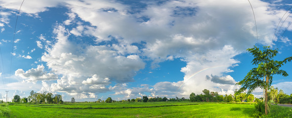 Wall Mural - Agriculture green rice field under blue sky and mountain back at contryside. farm, growth and agriculture concept.