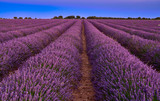 Fototapeta Lawenda - Lavender Fields at blue hour in Brihuega