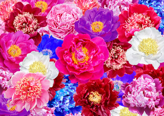 Wall Mural - collage of white, red, blue and pink peony flowers