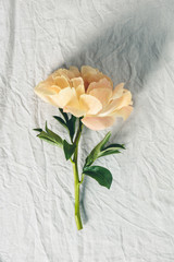 Wall Mural - beautiful peony flower over grey linen table cloth background, top view,