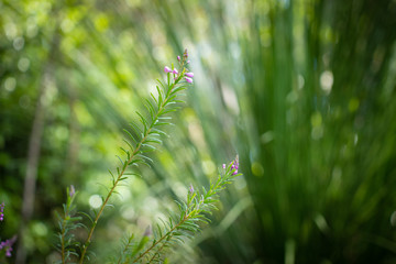 wild flowers blooming