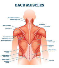 Back Muscles Labeled Anatomical Educational Body Scheme Vector Illustration