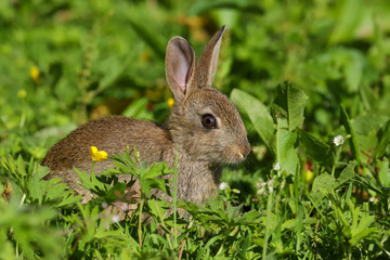 Poster - Wild Rabbit (Oryctolagus cuniculus) sitting in a field.