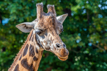 Closeup view of giraffe face 