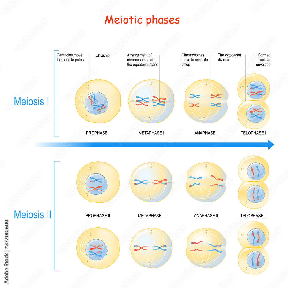 Meiosis. cell division process Stock Vector | Adobe Stock
