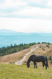 Fototapeta Konie - black horse eating grass at mountains field