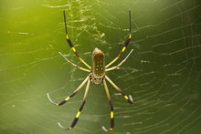 Golden Orb Weaver Spider And Web In Puerto Viejo Cahuita, Costa Rica