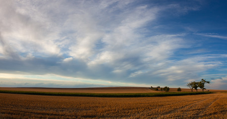 Wall Mural - On the empty field after harvesting in summer evening.