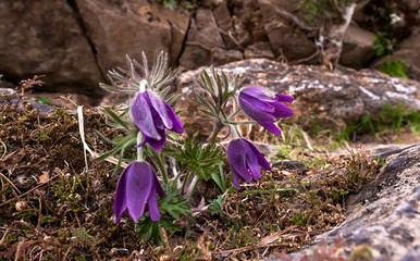 Beautiful Pulsatilla Patens Tongkangenis,Pasqueflower.