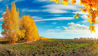 Wall Mural - Autumn trees and field