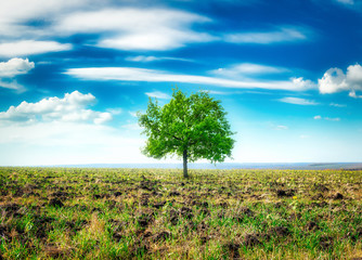 Wall Mural - meadow with big tree