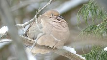 Super Sharp Closeup Of Mourning Dove Breathing With Visible Feather Motion