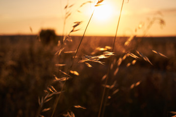 sunset plant landscape field