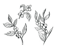 Coffee Plant. Branch With Coffee Beans. Hand Drawn Sketch Illustration. Vector