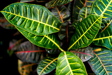 Tropical Exotic Plant Close Up Top View. Colorful Beautiful Croton Petra Leaves In Garden.