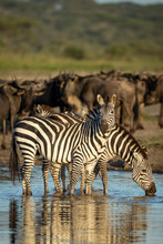 Vertical Portrait Of Zebra Herd Standing In The Shallows Of A River In Ndutu Ngorongoro Tanzania