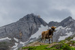 Wunderschöne Erkundungstour durch das Appenzellerland in der Schweiz. - Appenzell/Alpstein/Schweiz