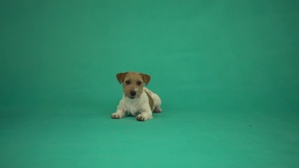 Sticker - dog lies on the green screen