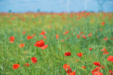 Red, common, field poppy (Papaver rhoeas) flowers on spring meadow. Poppies are herbaceous plants, notable as an agricultural weed. After World War I as a symbol of dead soldiers. Also call corn poppy