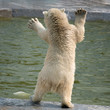 Cute polar white bear cub standing on its hind legs