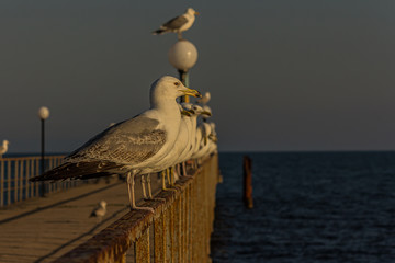 Wall Mural - The Caspian gull (Larus cachinnans) is a large gull and a member of the herring and lesser black-backed gull complex. The Caspian gull breeds around the Black and Caspian Seas.