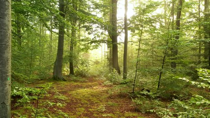 Canvas Print - Beautiful morning in green forest - aerial shot