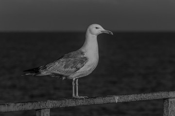 Wall Mural - The Caspian gull (Larus cachinnans) is a large gull and a member of the herring and lesser black-backed gull complex. The Caspian gull breeds around the Black and Caspian Seas.