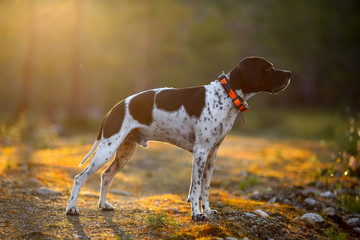 Wall Mural - Dog english pointer