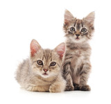 Fototapeta Koty - Two small kittens.