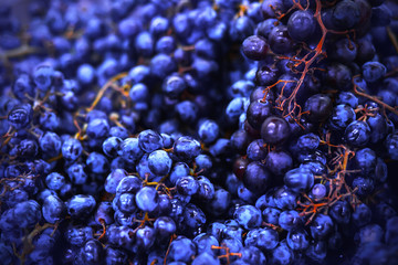 A rich harvest of ripe fresh blue large delicious grapes on lush branches, which can then be made into wine. Agricultural industry.