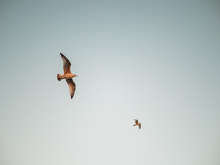 Two seagulls in the sky on a clear day 