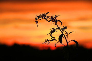 Wall Mural - wild flower on sunset sky background