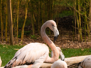 Poster - Flamants roses